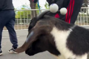 历史级GOAT联动！球迷牵山羊去球场看梅西，这排场直接拉满！